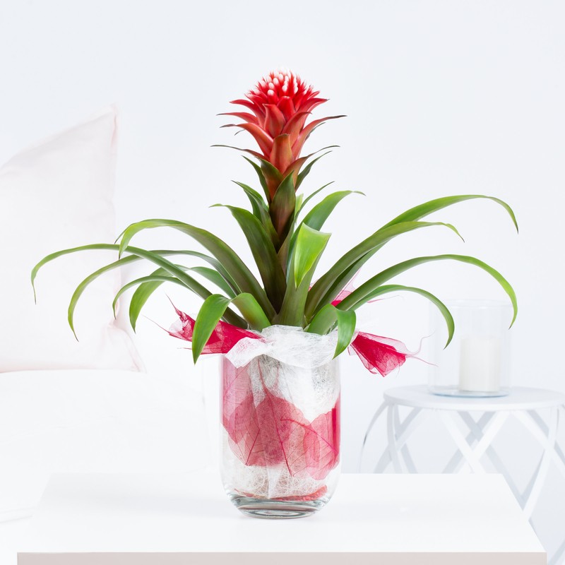 Bromelia