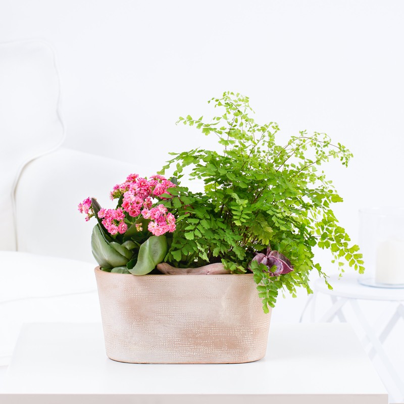 Kalanchoe & Farn